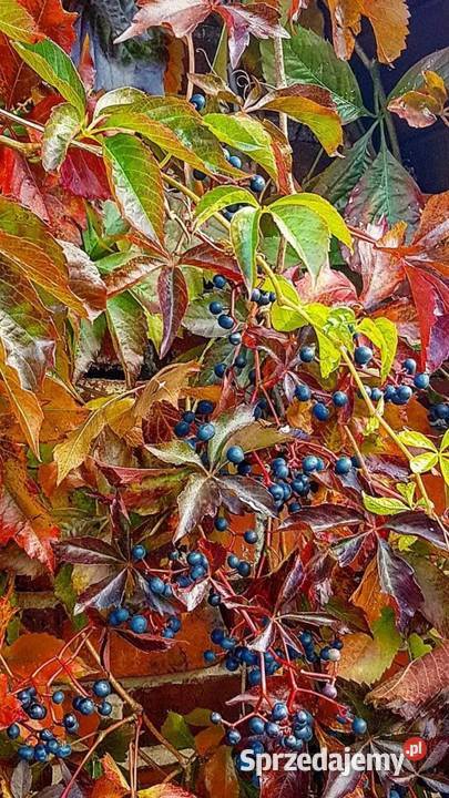 Winobluszcz pięciolistkowy murorum Brzeziniec