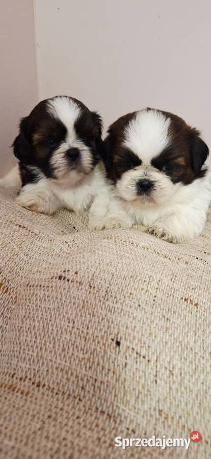Shih Tzu szczeniaczki Shih Tzu Przysucha sprzedam