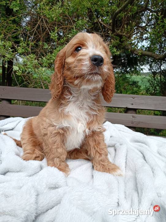 Cockapoo F1 suczki Pudel Cocker Spaniel kujawsko-pomorskie Toruń