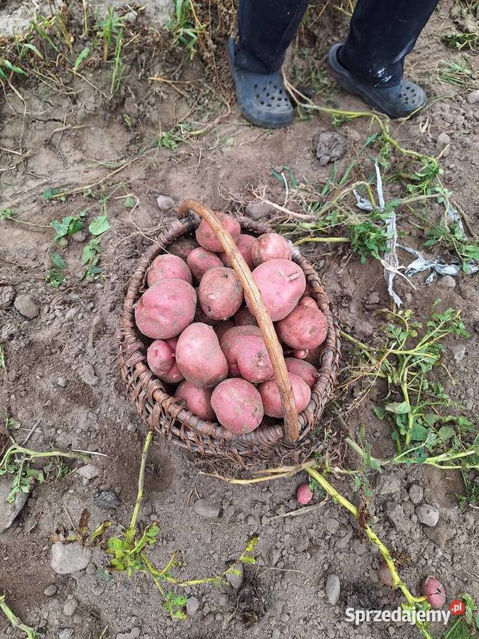 Sprzedam Zawady-Kolonia