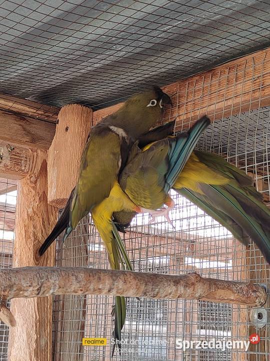 Patagonki pary samice konury łódzkie