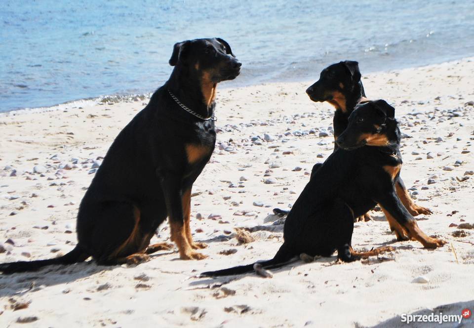 BEAUCERON piękne szczenięta z doskonałym Psy