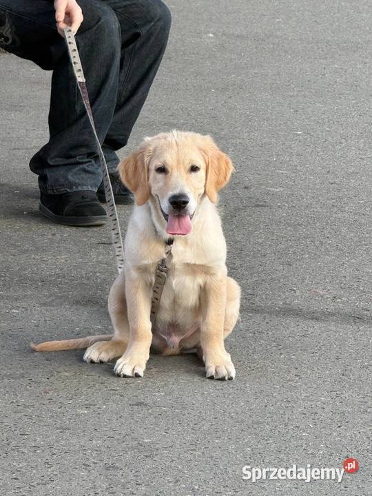 Szczeniak rasy Golden Retriever Września sprzedam