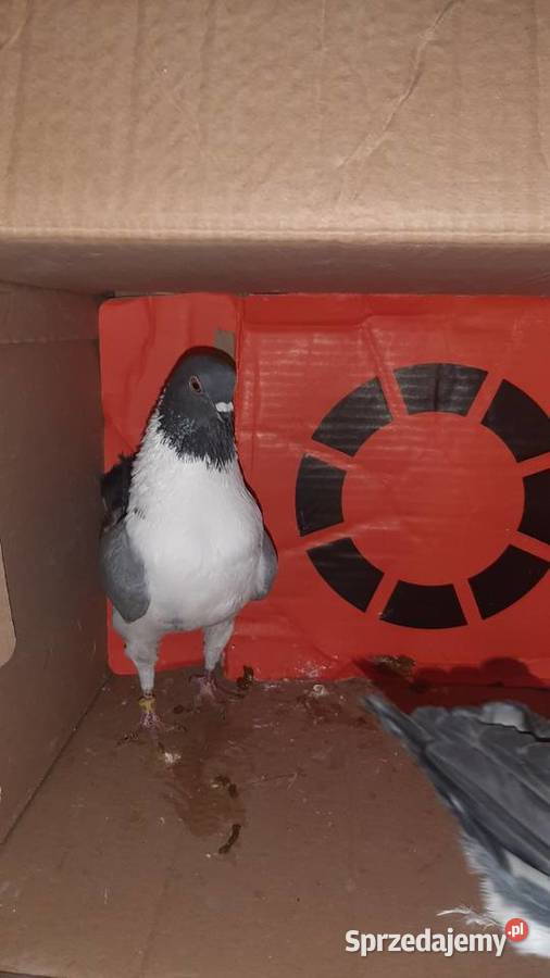 Para kuraków modeńskich kujawsko-pomorskie Zastawie