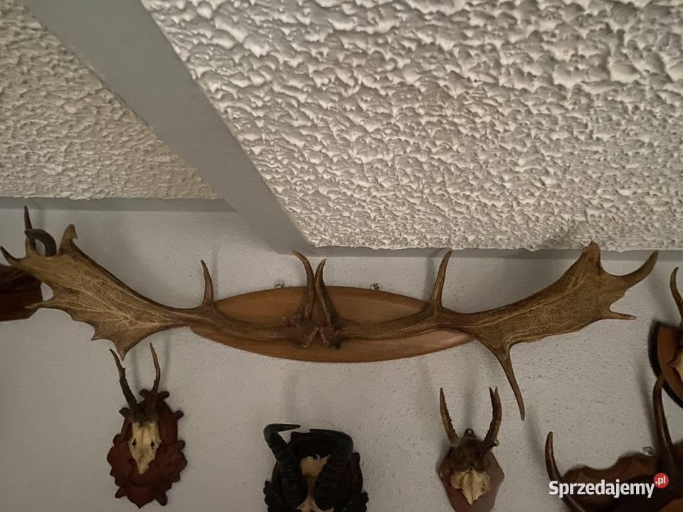Poroża rogi Iława sprzedam