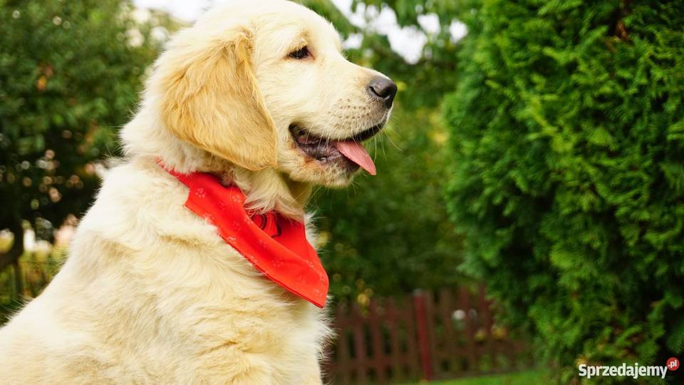 Golden Retriever rodowodowe ZKwP FCI goldeny Zwierzęta Łężki-Parcel