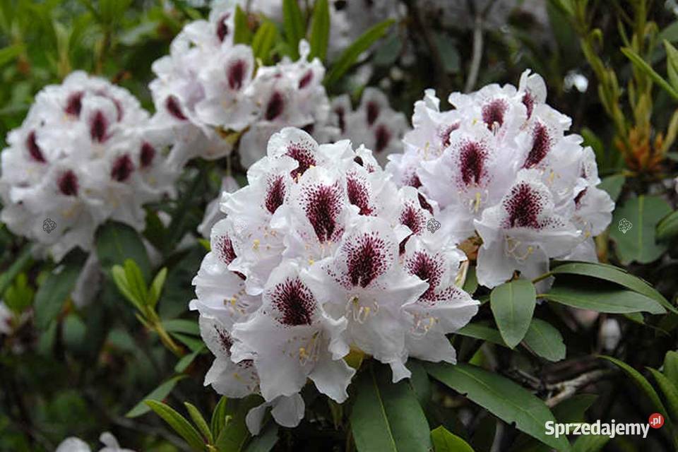 Różanecznik CalsapRhododendron Calsap C5 mazowieckie