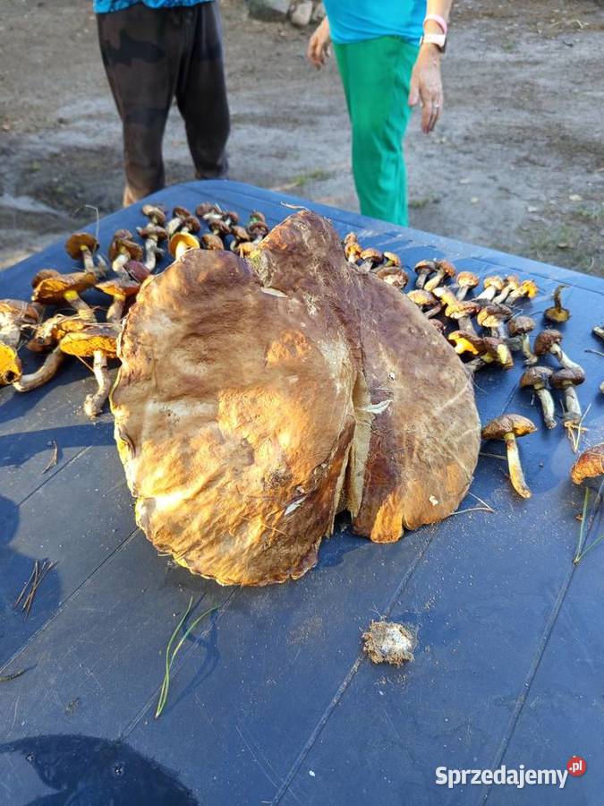 Sprzedam domek letniskowy jeziorem w Ostrowy Dom i Ogród Częstochowa