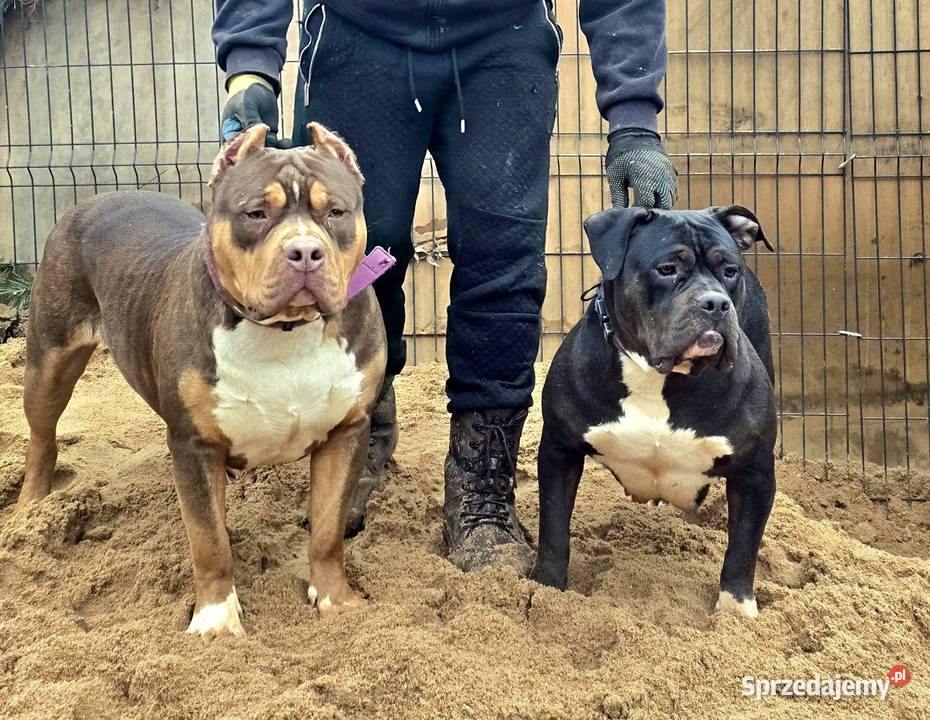 American bully XL Byczyna