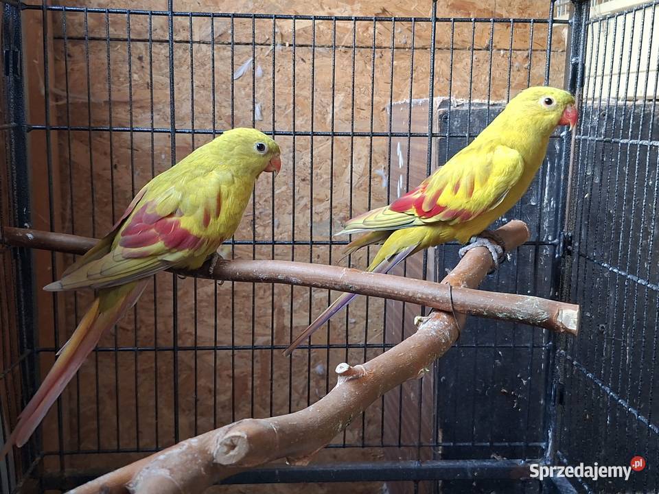 Papugi górskie bergi pastelowe Radom