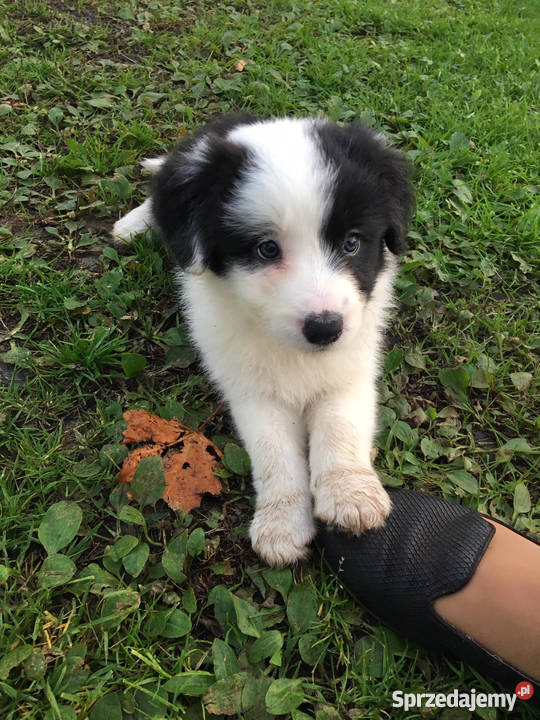 SUCZKI rasy Border Collie Namysłów sprzedam