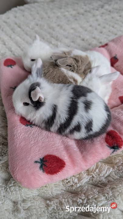 Mini lop królik miniaturka mały karzełek baranek sprzedam