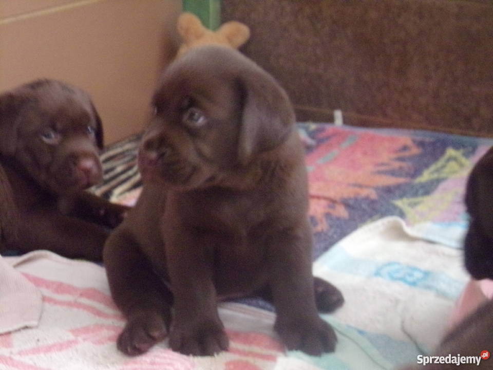 Sprzedam szczenięta labrador retriever