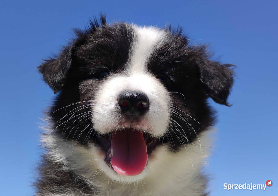 Piękny Rasowy Pies Border Collie Szczeniak z podkarpackie Iwonicz