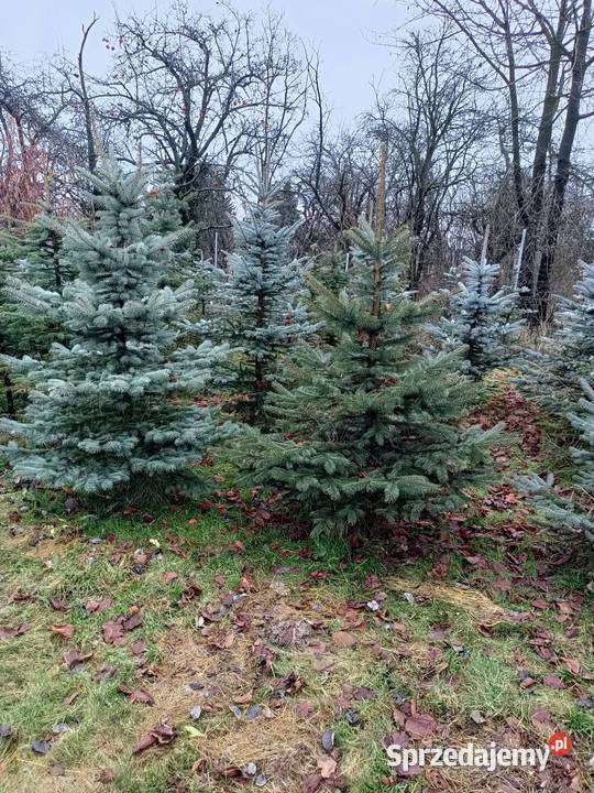 Świerk srebrnyzielony choinka Zadroże