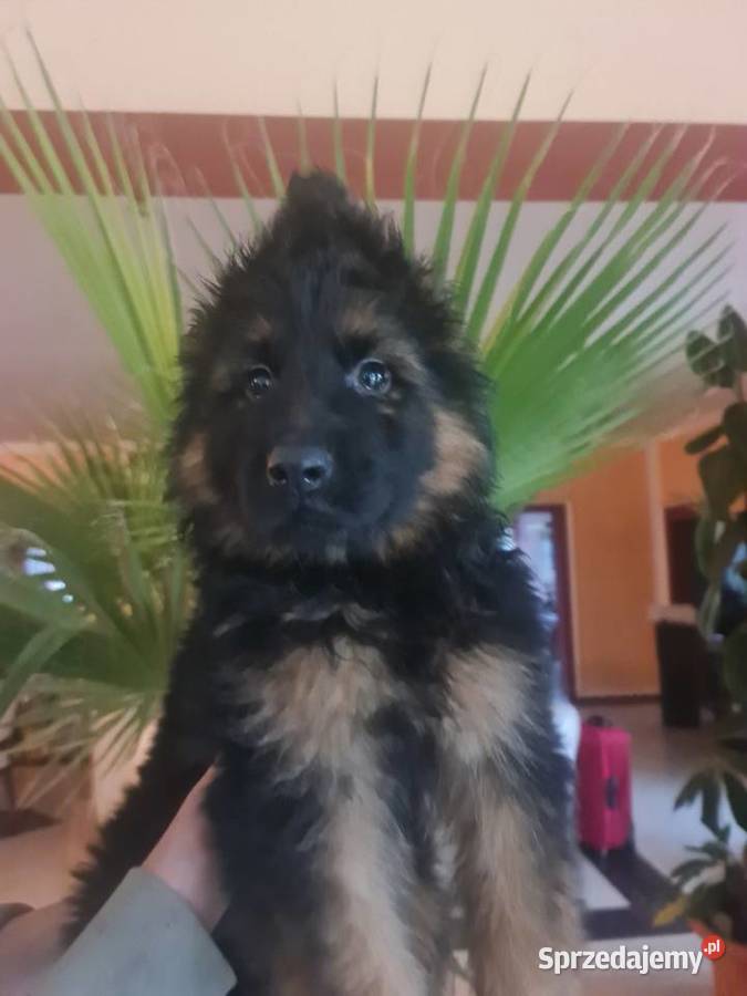 Owczarek Niemiecki Szczeniaki Złotów