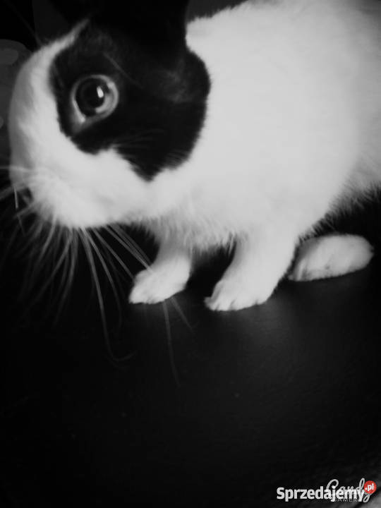 Królik miniaturka całe wyposażenie Pelplin