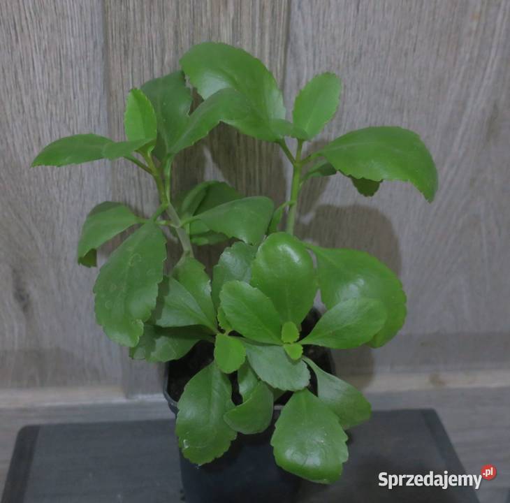 Żyworódka Pierzasta Kalanchoe Pinnata 4