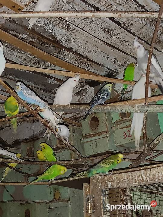 Sprzedam papugi faliste ninfy rozele biało lice Toruń