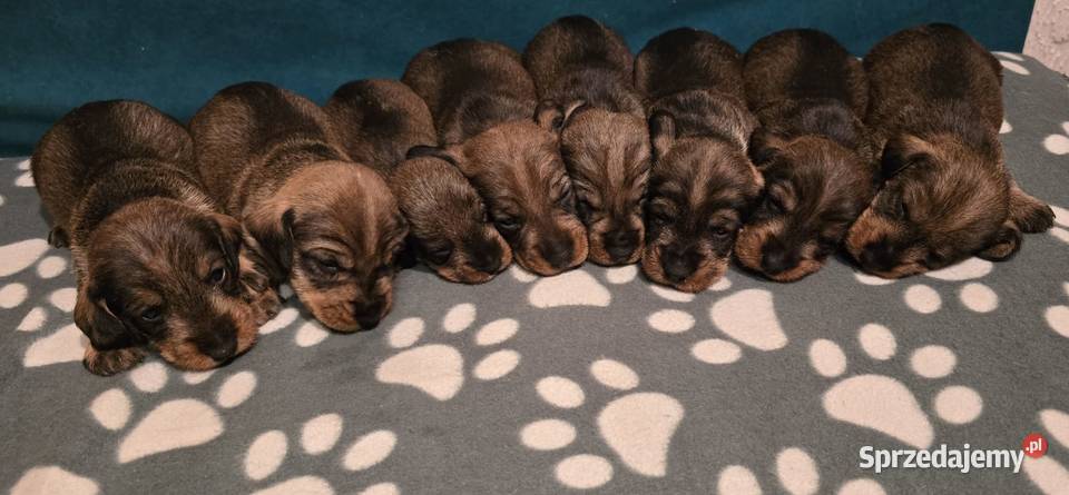 Przepiękne jamniki szorstkowłose Dąbrówka