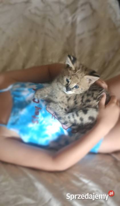 Serwal afrykański śląskie Bielsko-Biała