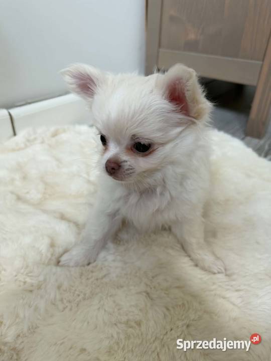 Biały długowłosy szczeniak rasy chihuahua szuka Poddębice