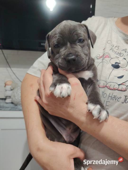 Piękne amstaff