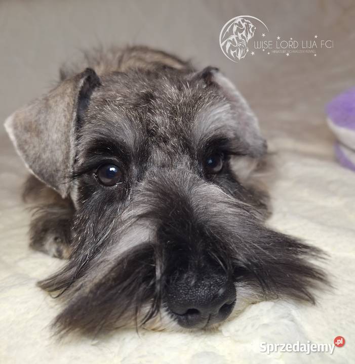 Sznaucer miniaturowy pieprz i sól rodowód Stargard sprzedam