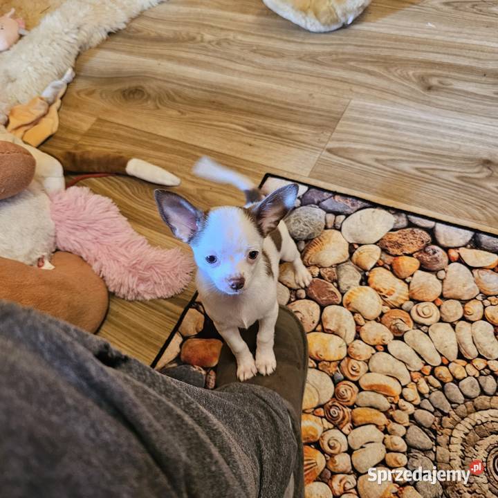Chihuahua jedyny taki piesek mądry Całuśny Kołobrzeg