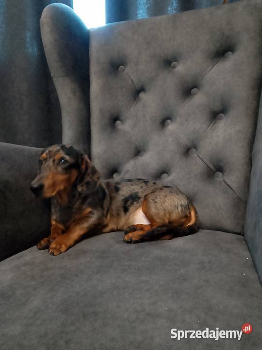 Jamnik merle piesek mazowieckie Żyrardów