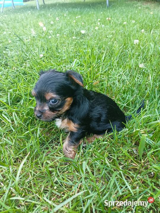 York terrier Pryszczowa Góra