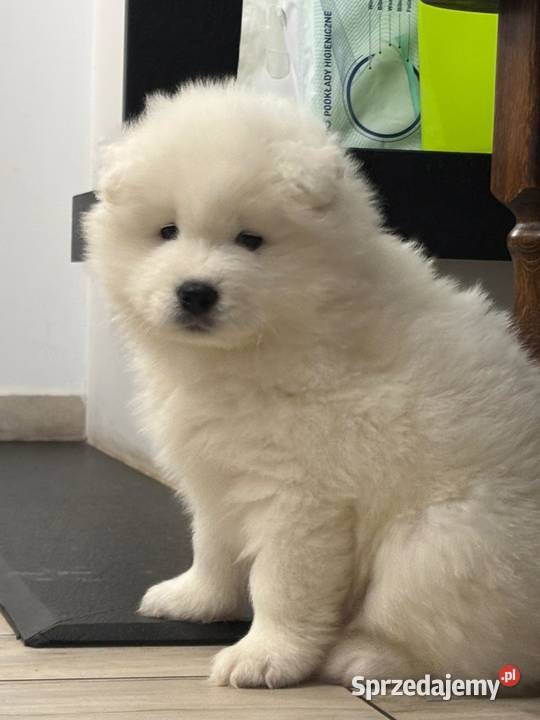 SAMOYED SAMOJED SZCZENIAKI ZKwP FCI śląskie Tworóg
