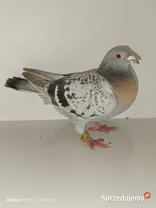 Gołębie pocztowe likwidacja hodowli Włocławek