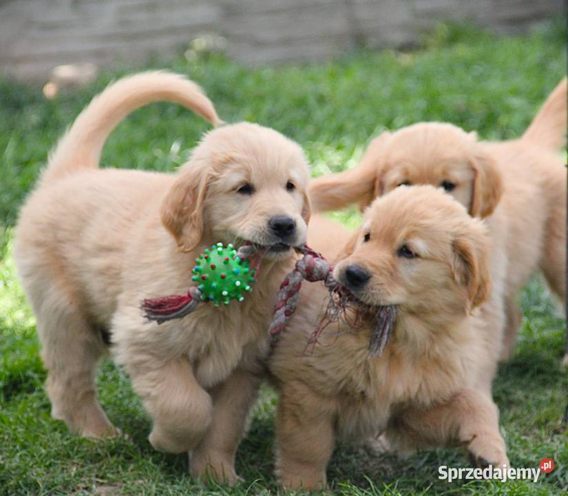 Chłopczyk linii Amerykański Golden Retriever Kędzierzyn-Koźle