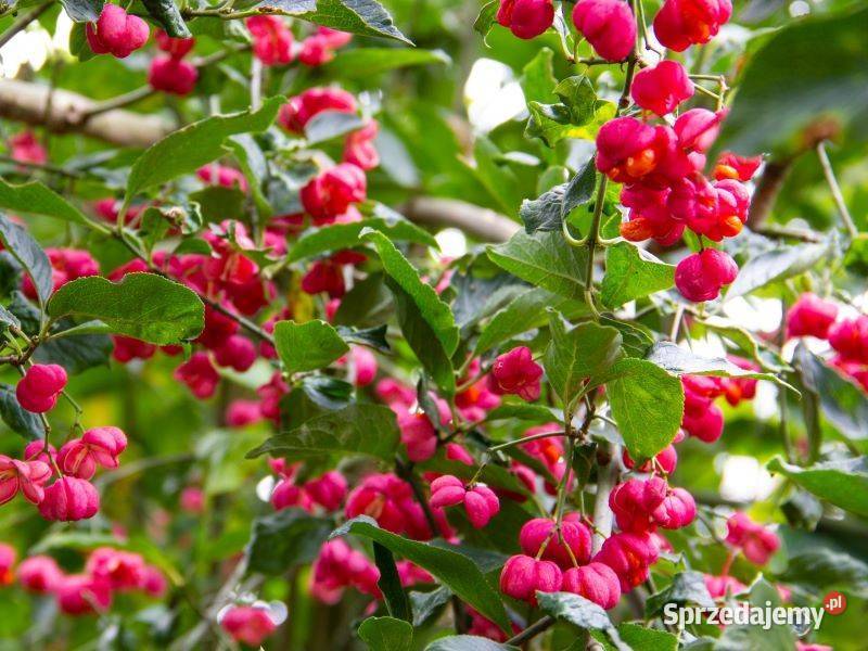 Trzmielina pospolita sadzonki trzmielina Wejherowo