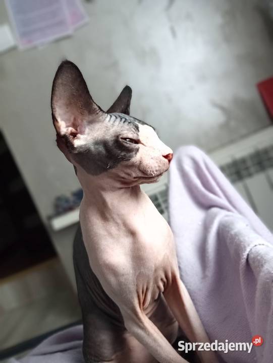 Sfinks Kanadyjski kotka FPL Sfinks wielkopolskie Pleszew