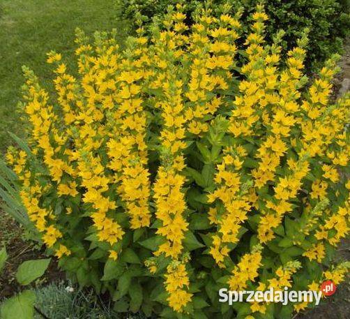 Tojeść kropkowana roślina wieloletnia łódzkie Łódź