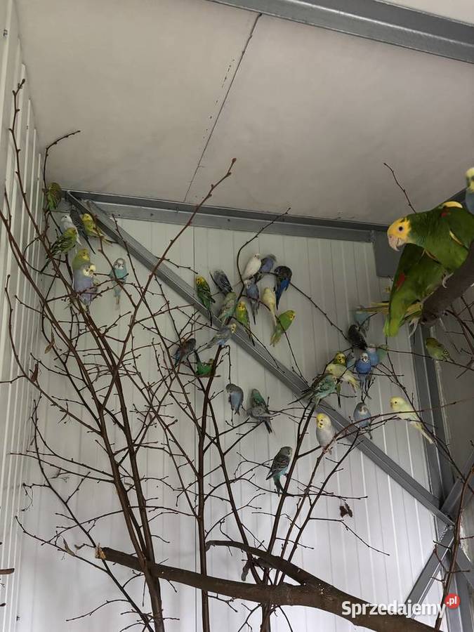 Papugi faliste młode i pary lęgowe zwykłe i małopolskie Gdów