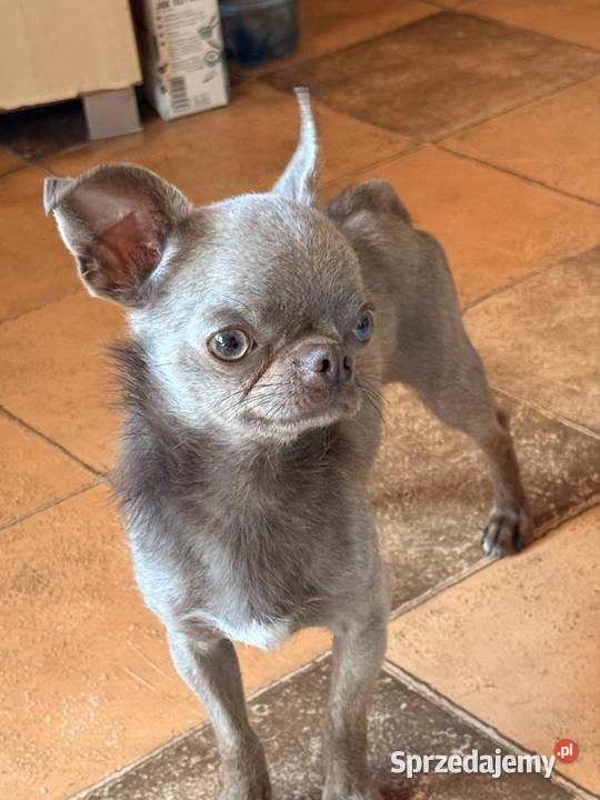 Chihuahua samiec Chihuahua Olsztyn sprzedam