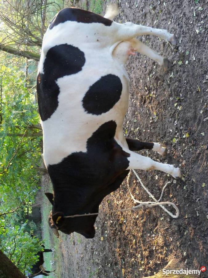 Krowa czarno biała Małęczyn