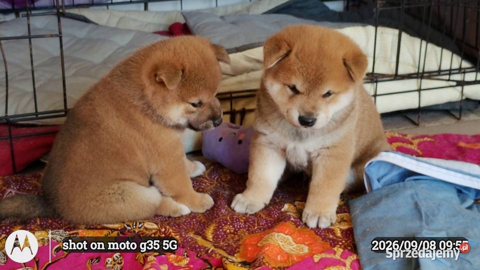 Rezerwacje na dwoje szczeniąt rasy Shiba Inu Bychawka Trzecia sprzedam