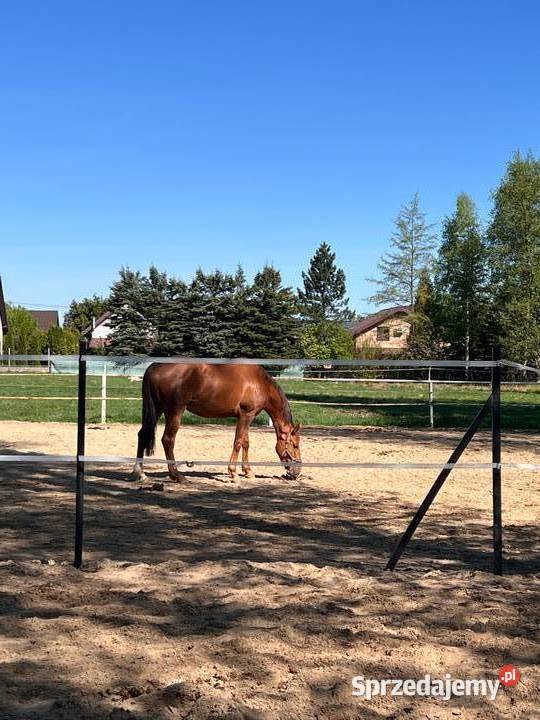 Solidne mocne i trwałe Słupki do ogrodzeń do Rolnictwo Piaseczno