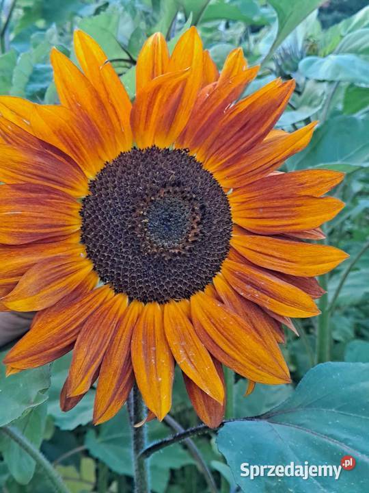 Sprzedam kwiaty słonecznika 1 sztuka małopolskie Przyszowa