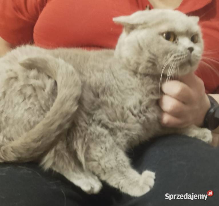 Kot Brytyjski Aleksandria sprzedam