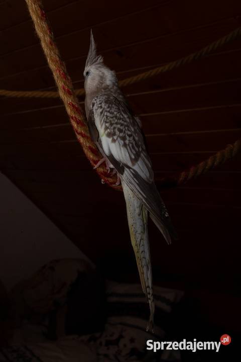 papugi nimfy 3 parki