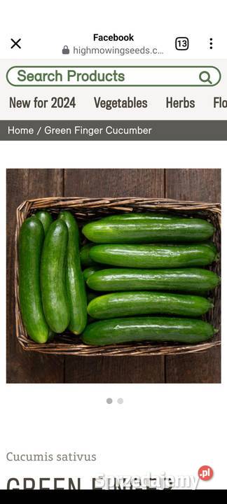 Ogórek wężowy Ogórki rosyjskie szklarniowe sprzedam