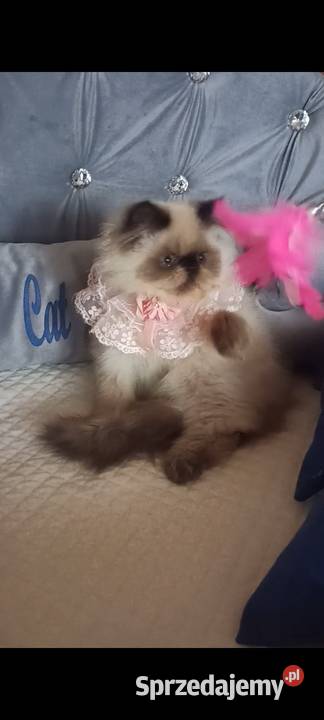 Dziewczynka himalajska rodowód fpl Katowice