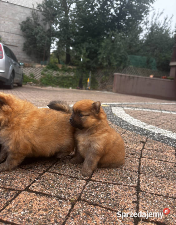 Szpic miniaturowy pomeranian Pawłów