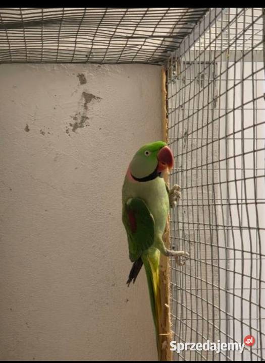 Aleksandretta wielka Częstochowa