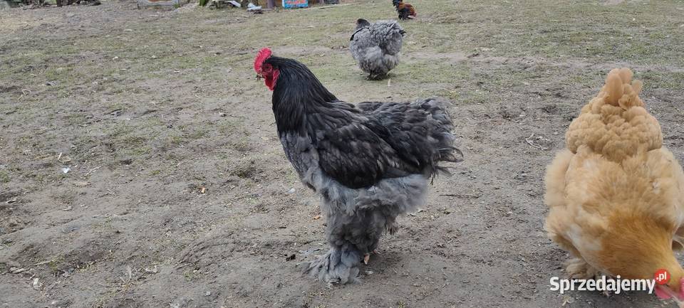 Jajka lęgowe kochin olbrzymi Tokarówka